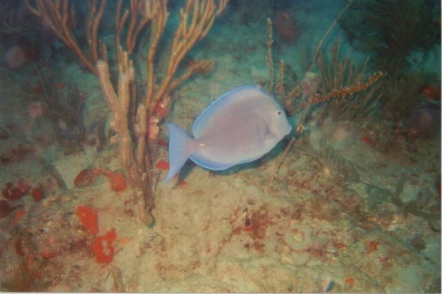 Lisa's Underwater Pics